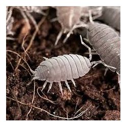 10 x Porcellionides pruinosus gris