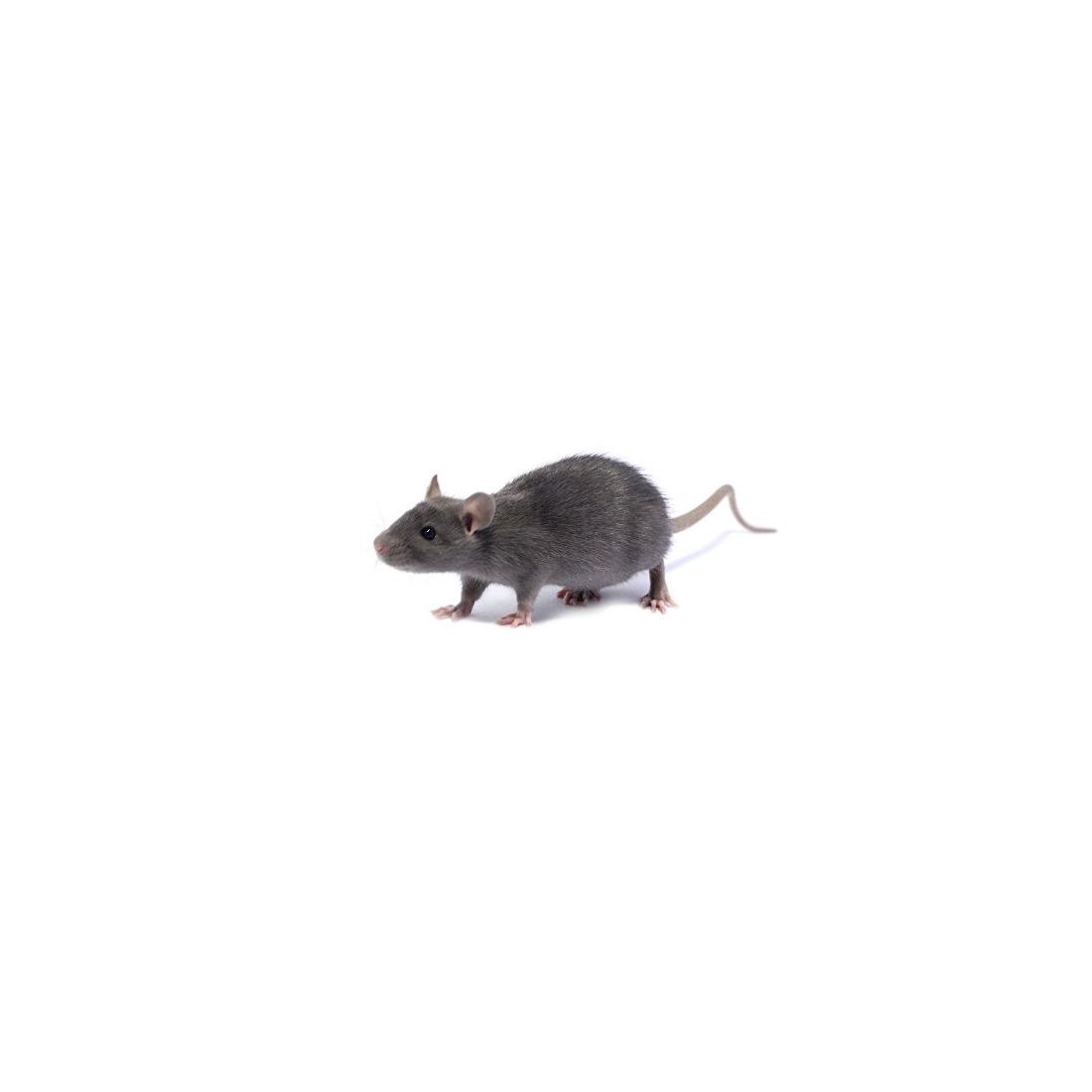 Rat bleu Mâle