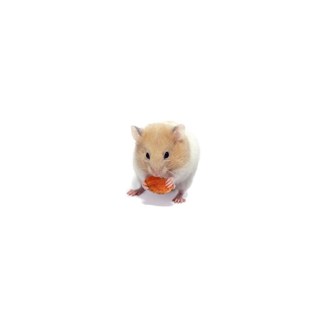 Hamster Doré vivant