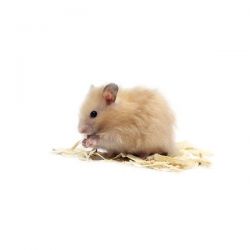 Hamster Doré angora vivant