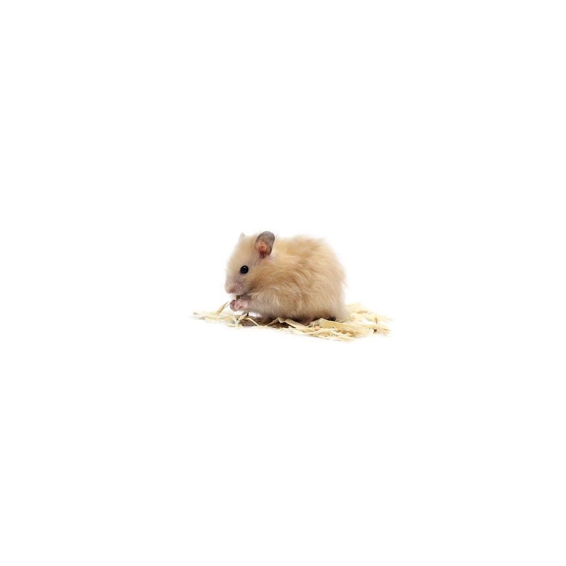 Hamster Doré angora vivant