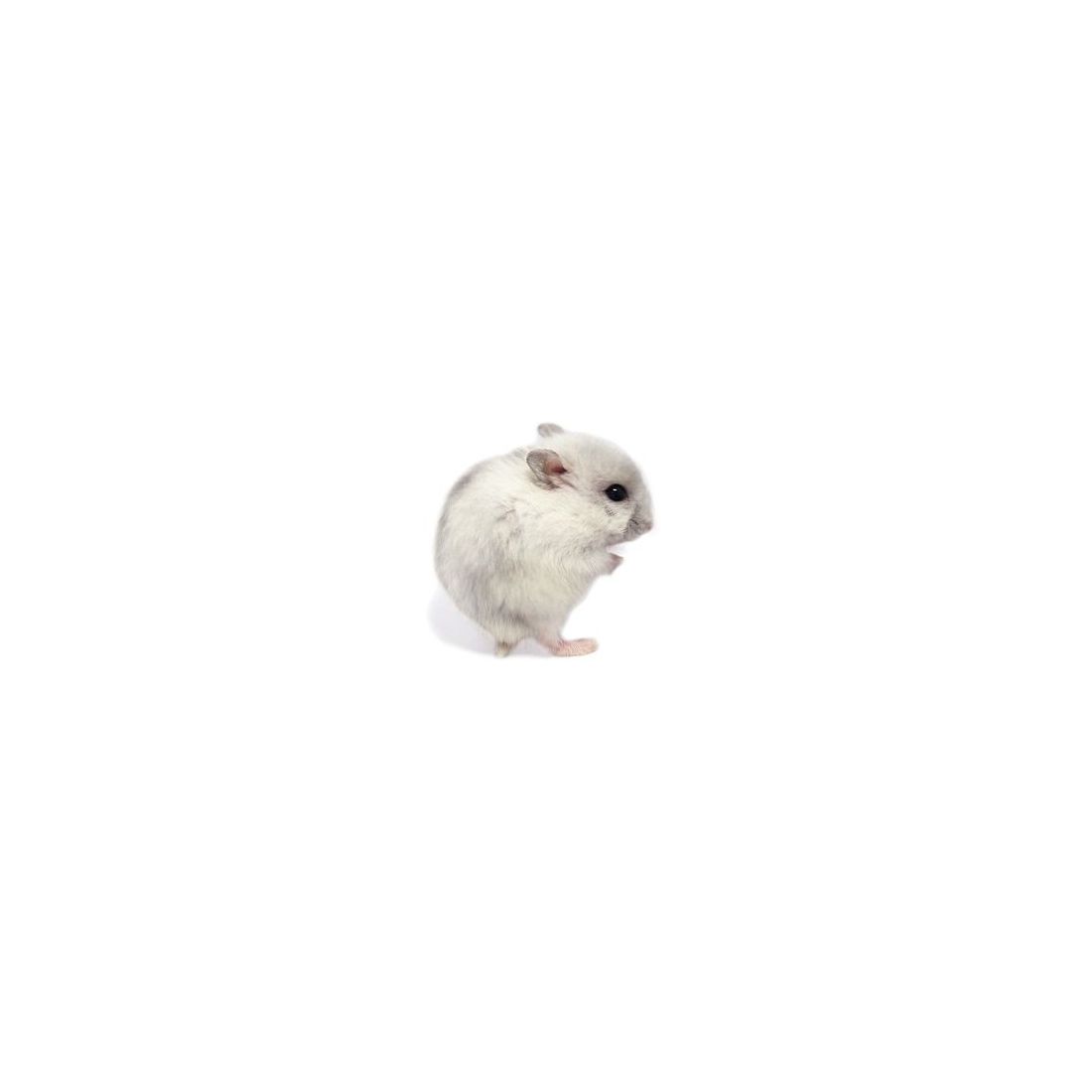 Hamster russe blanc "perle" vivant