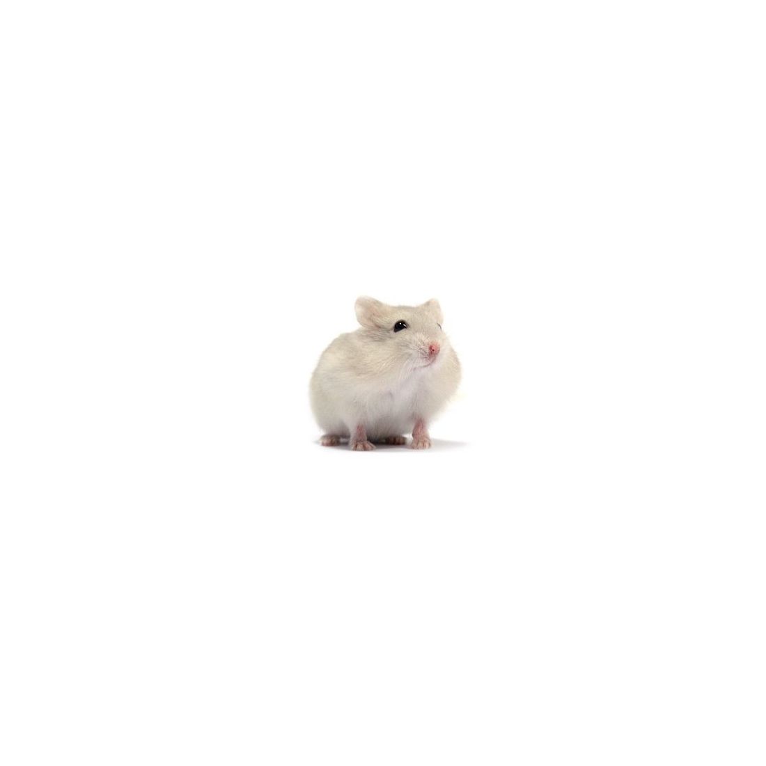 Hamster russe beige vivant