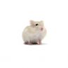 Hamster russe beige vivant