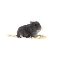 Hamster russe Dark blue vivant