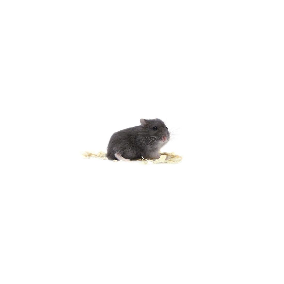 Hamster russe Dark blue vivant