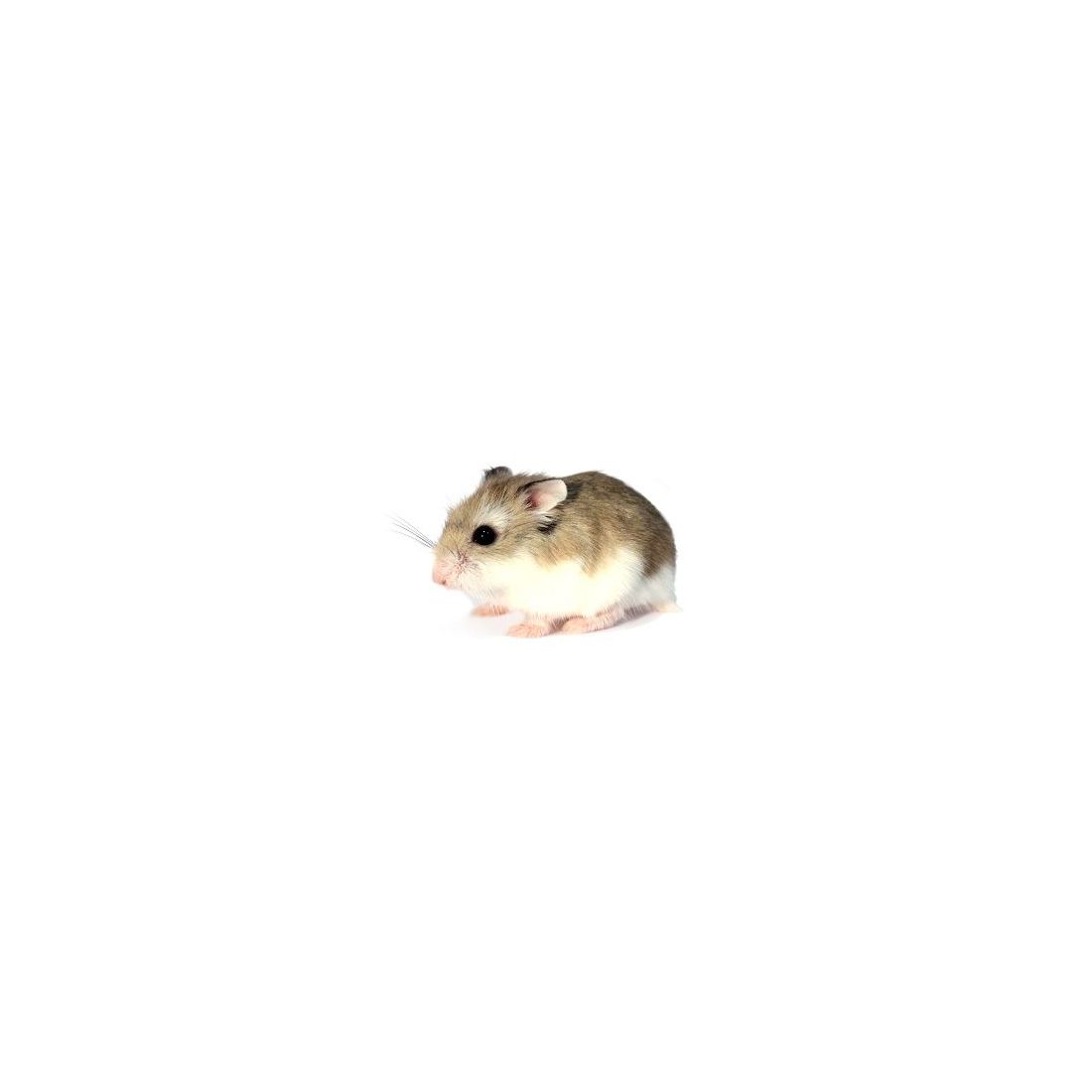 Hamster roborowski vivant