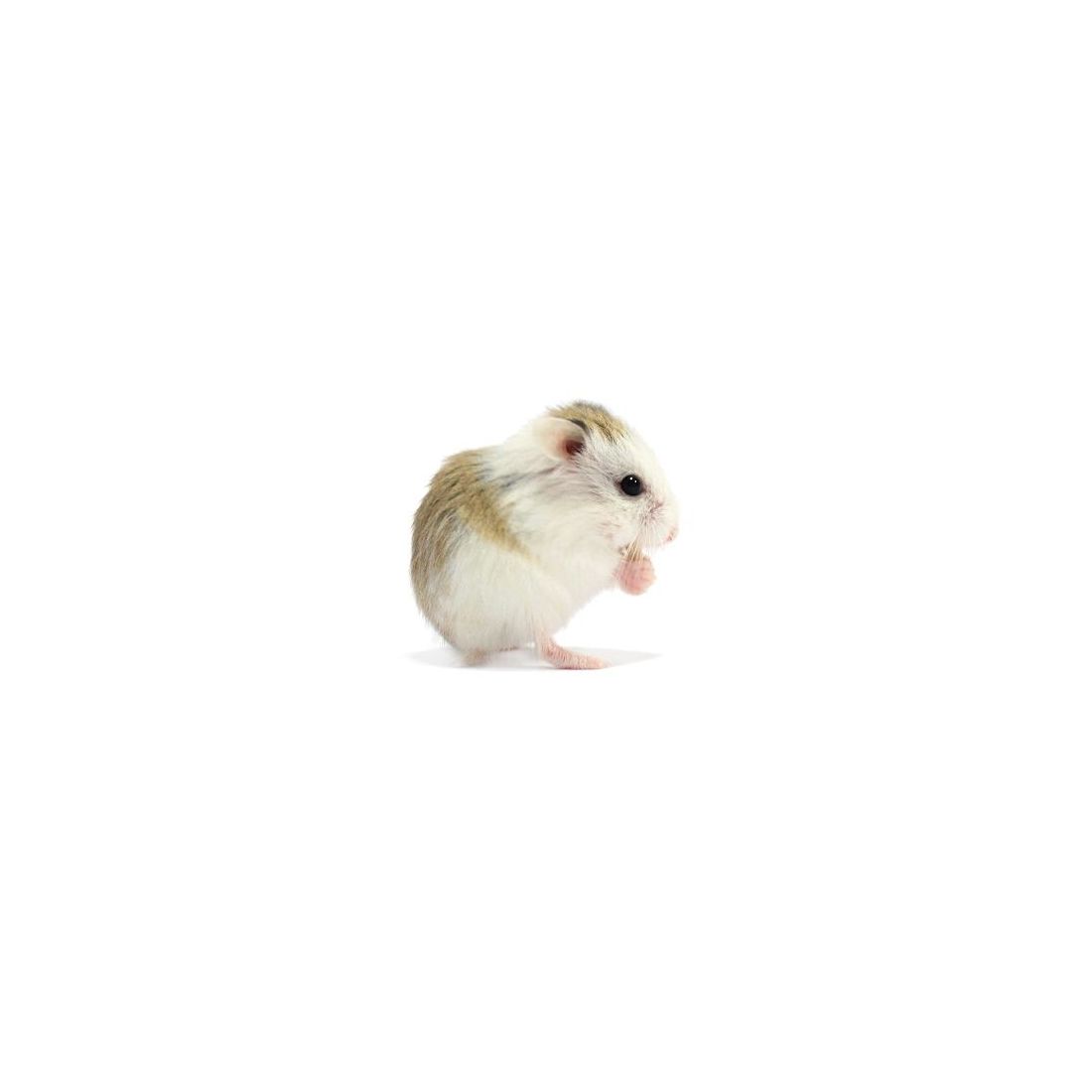 Hamster roborowski pied vivant