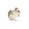 Hamster roborowski pied vivant