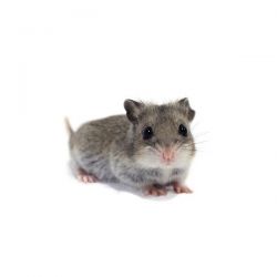 Hamster chinois vivant