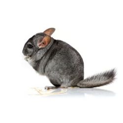 Chinchilla femelle standard  vivant