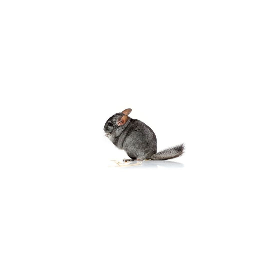 Chinchilla femelle standard  vivant