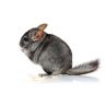 Chinchilla femelle standard  vivant