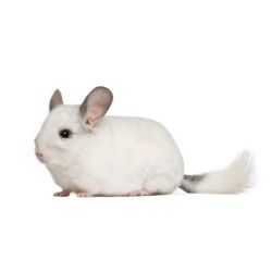 Chinchilla Femelle blanc  vivant