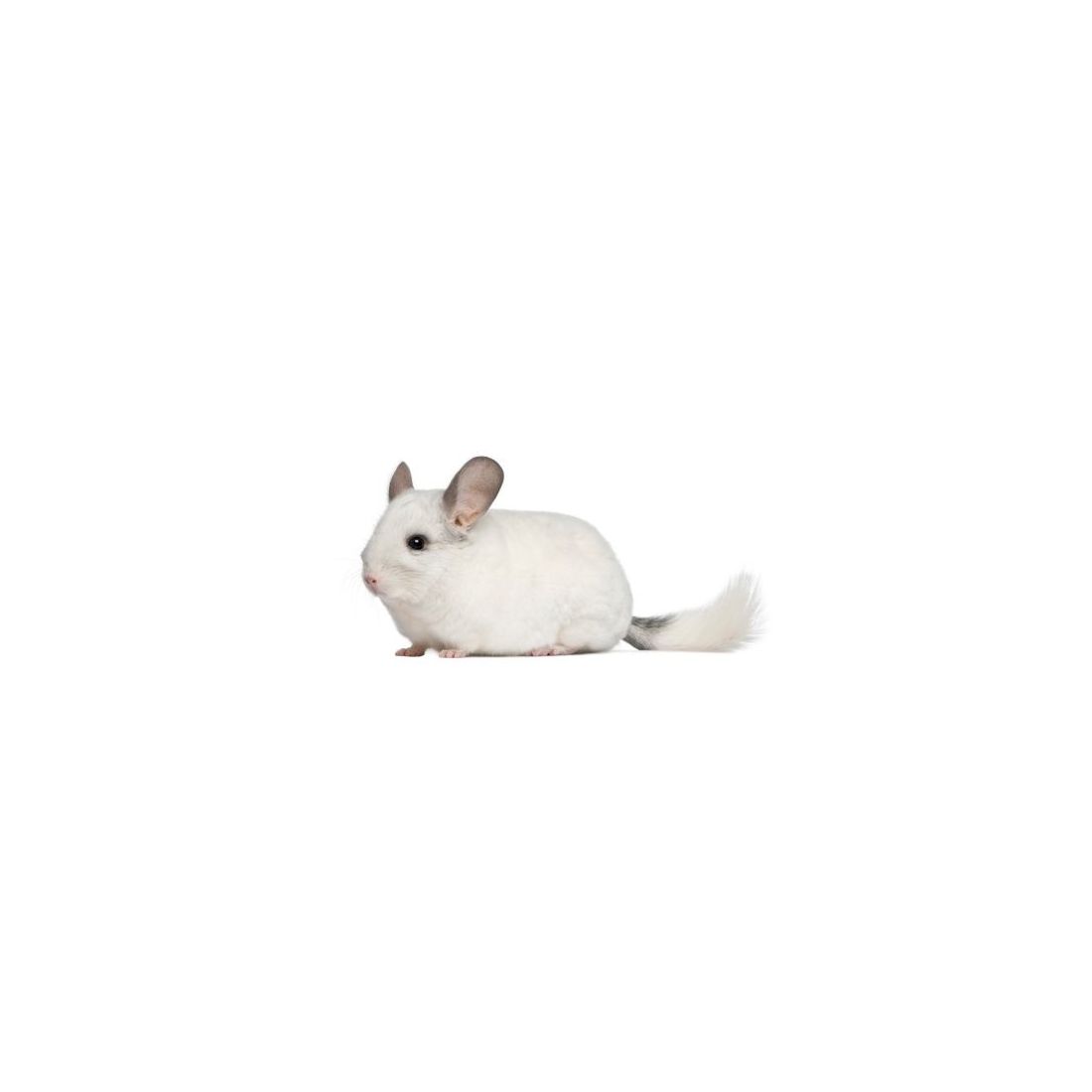 Chinchilla Femelle blanc  vivant