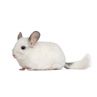 Chinchilla Femelle blanc  vivant