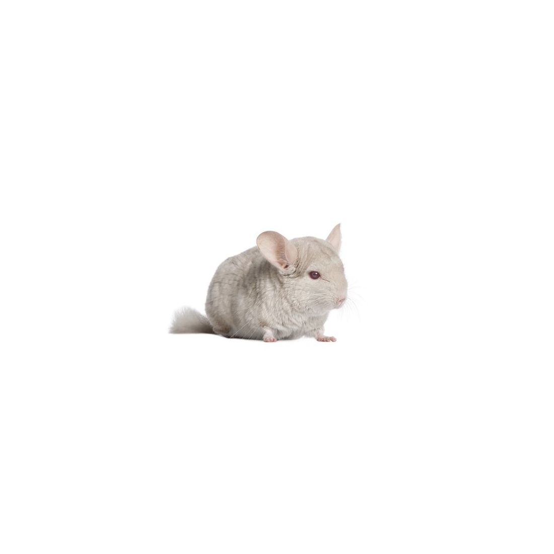 Chinchilla Mâle beige  vivant