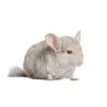 Chinchilla Mâle beige  vivant