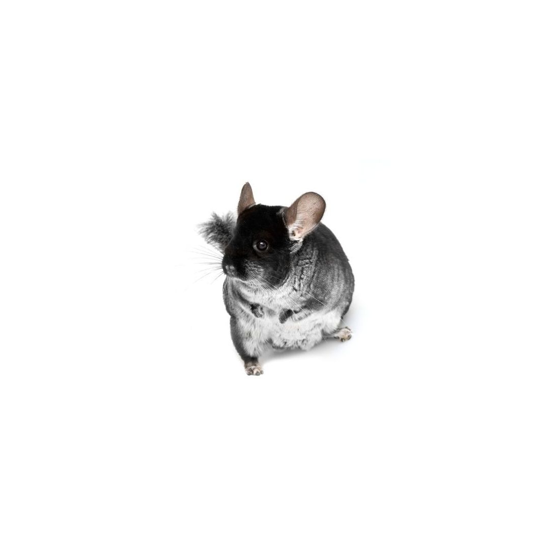 Chinchilla femelle noir  vivant