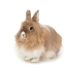 Lapin tête de lion mâle  vivant