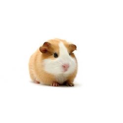 Cochon d'inde mâle  vivant