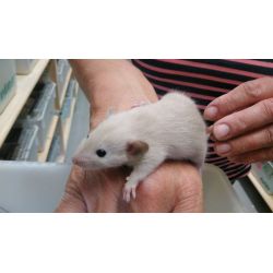 Rat siamois Femelle
