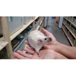 Rat siamois Femelle