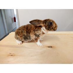 Lapin Rex vivant Mâle