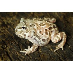 Grenouille cornue "PACMAN" - Ceratophrys cranwelli Diablo vert/marron