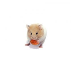 Hamster doré congelé