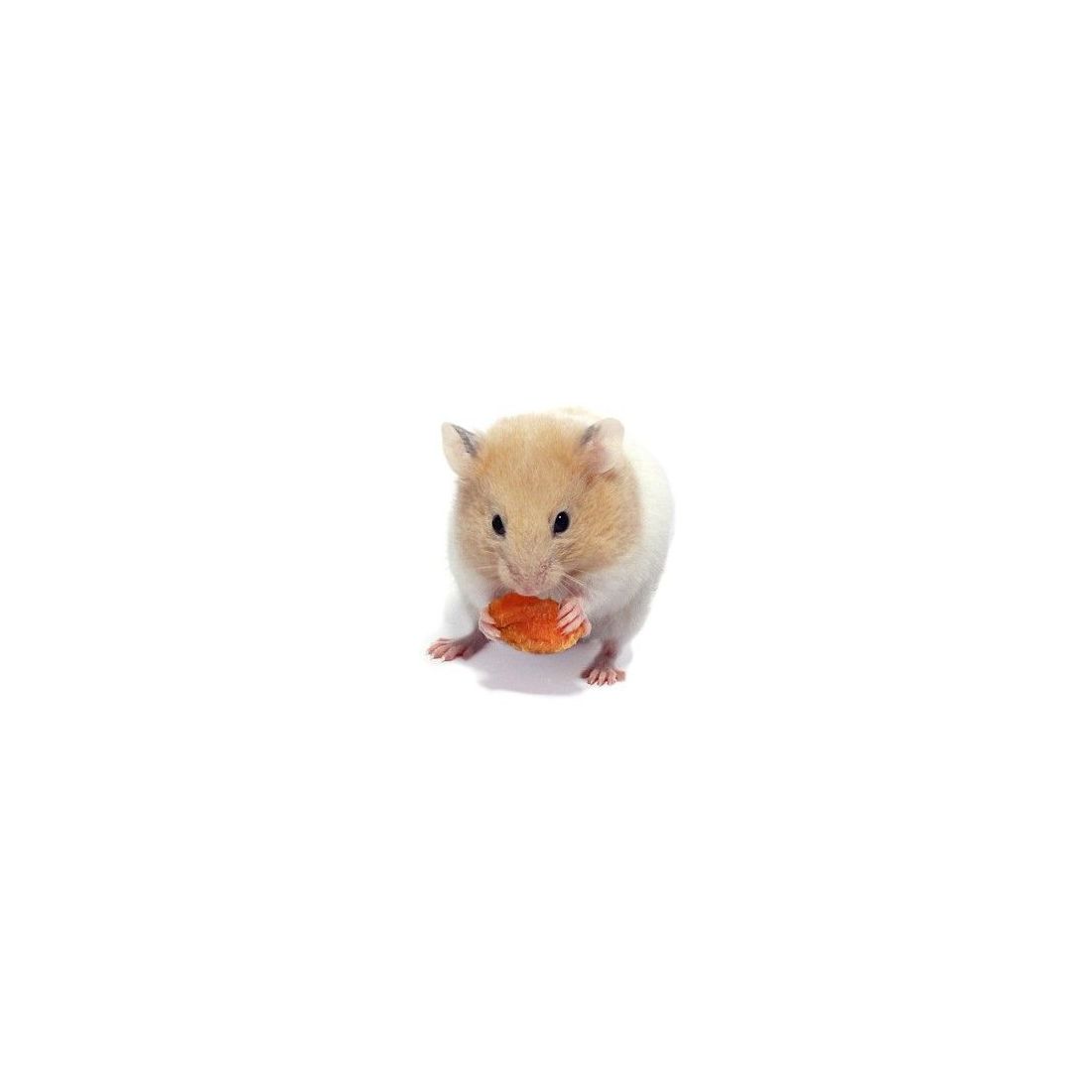 Hamster doré congelé