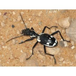 Bombardier Anthia sexmaculata