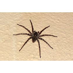 Araignée - Viridasius sp.