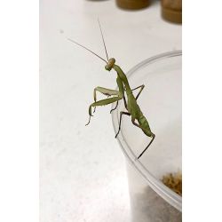 Mante religieuse - sphodromantis viridis