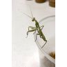 Mante religieuse - sphodromantis viridis 