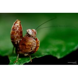 Mante religieuse - Ephestiasula sp.
