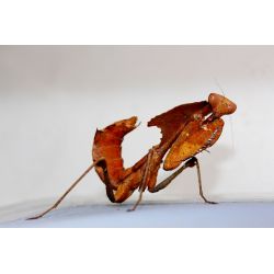 Mante religieuse - Deroplatys desiccata