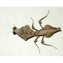 Mante religieuse - Deroplatys lobata