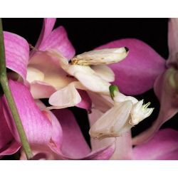 Mante religieuse - Hymenopus coronatus