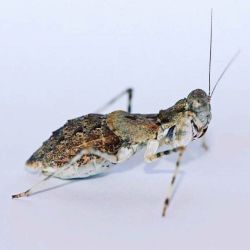 Mante religieuse - Eremiaphila sp. “India”