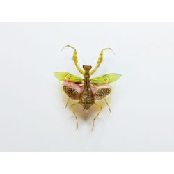Mante religieuse - Creobroter gemmatus