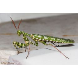 Mante religieuse - Blepharopsis mendica