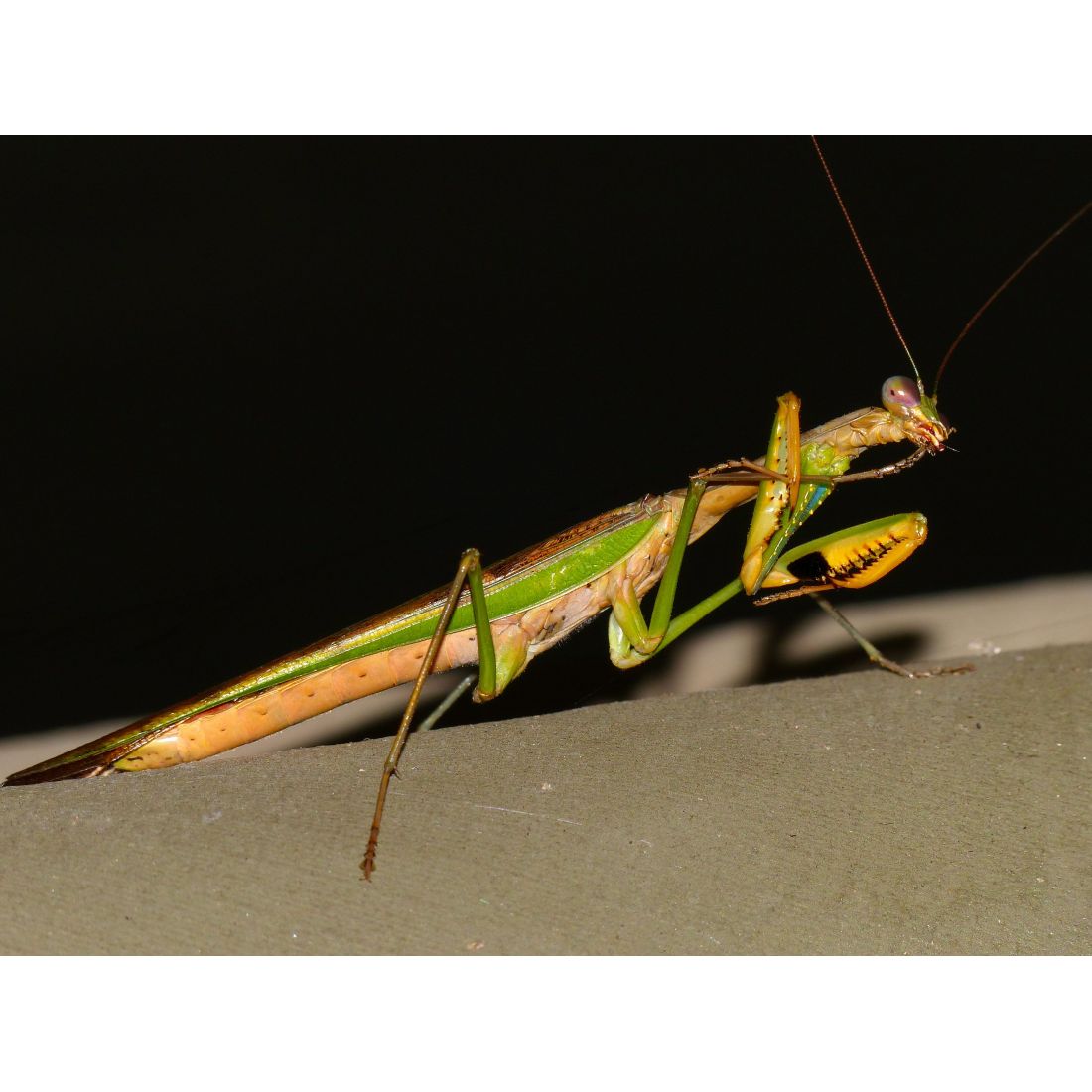 Mante religieuse - Polyspilota aeruginosa 