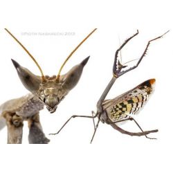 Mante religieuse - Heterochaeta orientalis