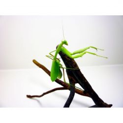 Mante religieuse - Hierodula membranacea