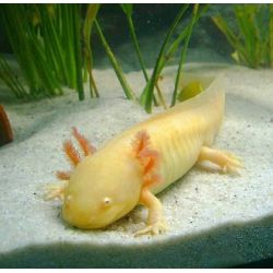 Axololt - Ambystoma mexicanum - Gold (jaune aux yeux rouge)