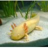 Axololt - Ambystoma mexicanum - Gold (jaune aux yeux rouge) 