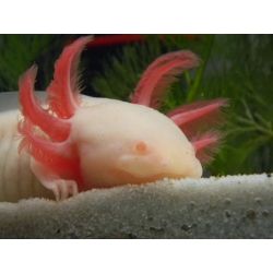 Axololt - Ambystoma mexicanum - Peony (blanc aux yeux rouge)