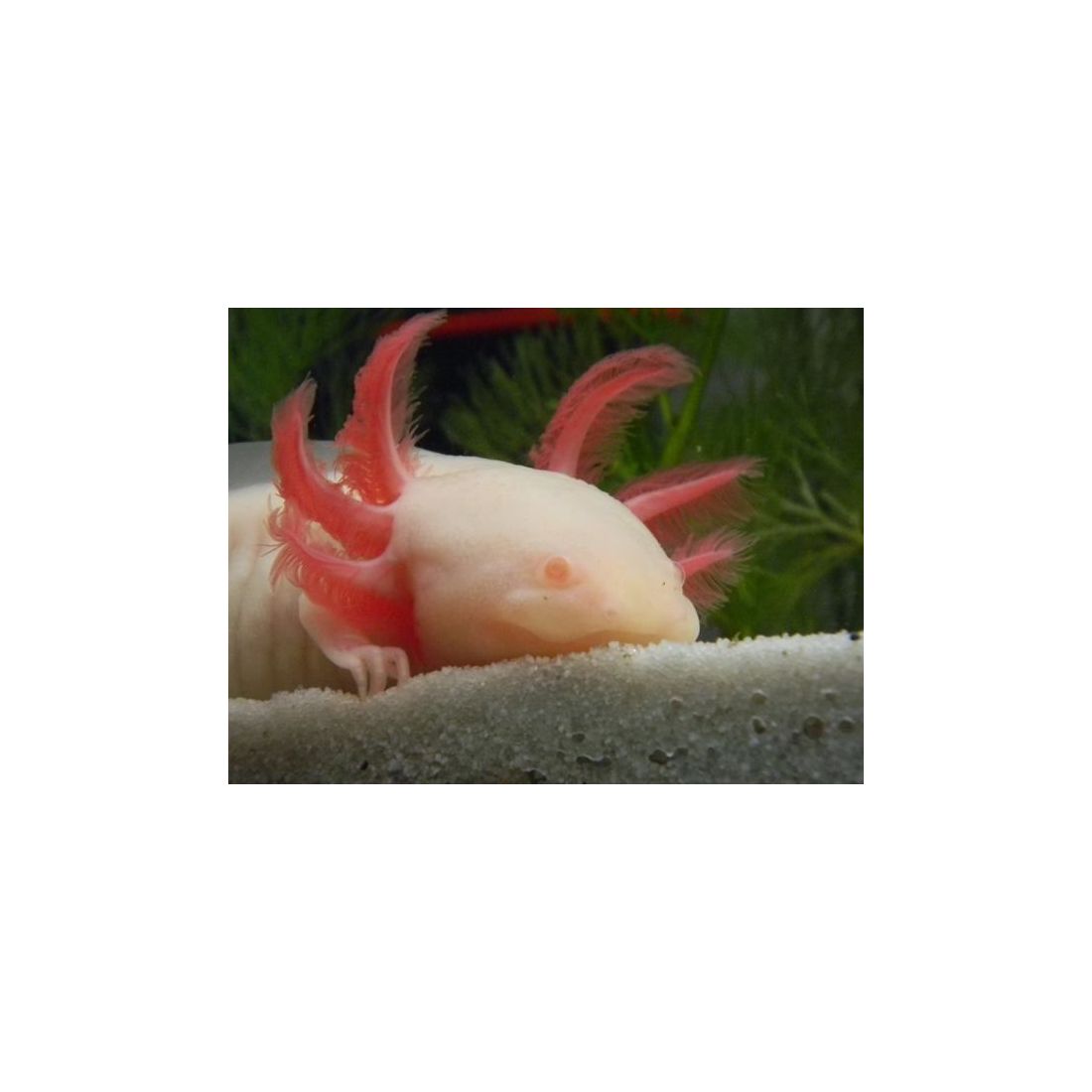 Axololt - Ambystoma mexicanum - Peony (blanc aux yeux rouge) 