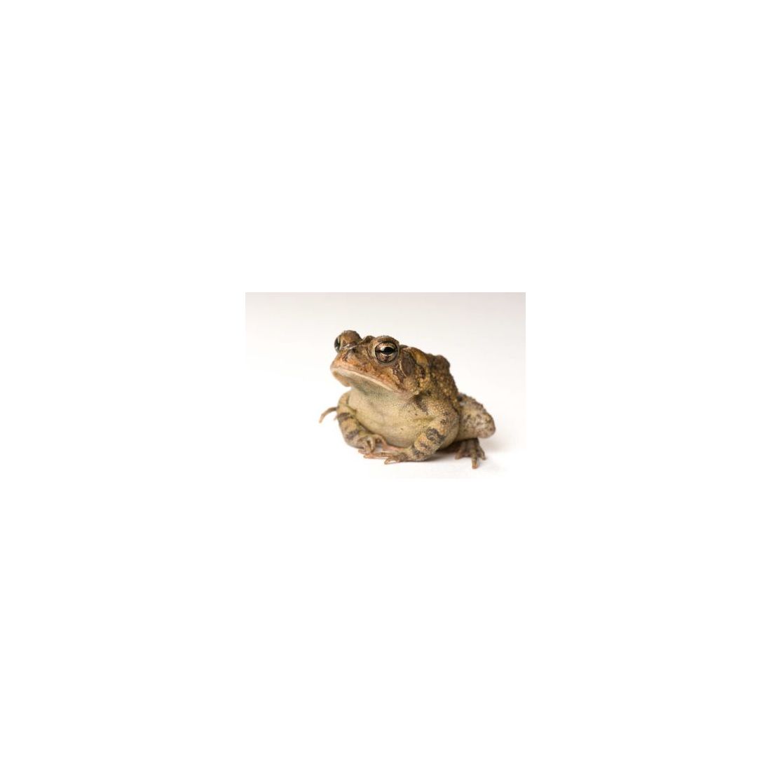 Crapaud américain - Bufo terrestris 